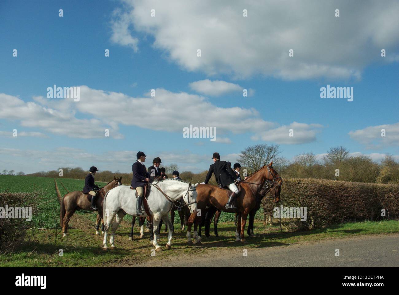 Group of horses and riders, members of the Oakley Hunt, waiting in a country lane near Denton, Northamptonshire, UK Stock Photo