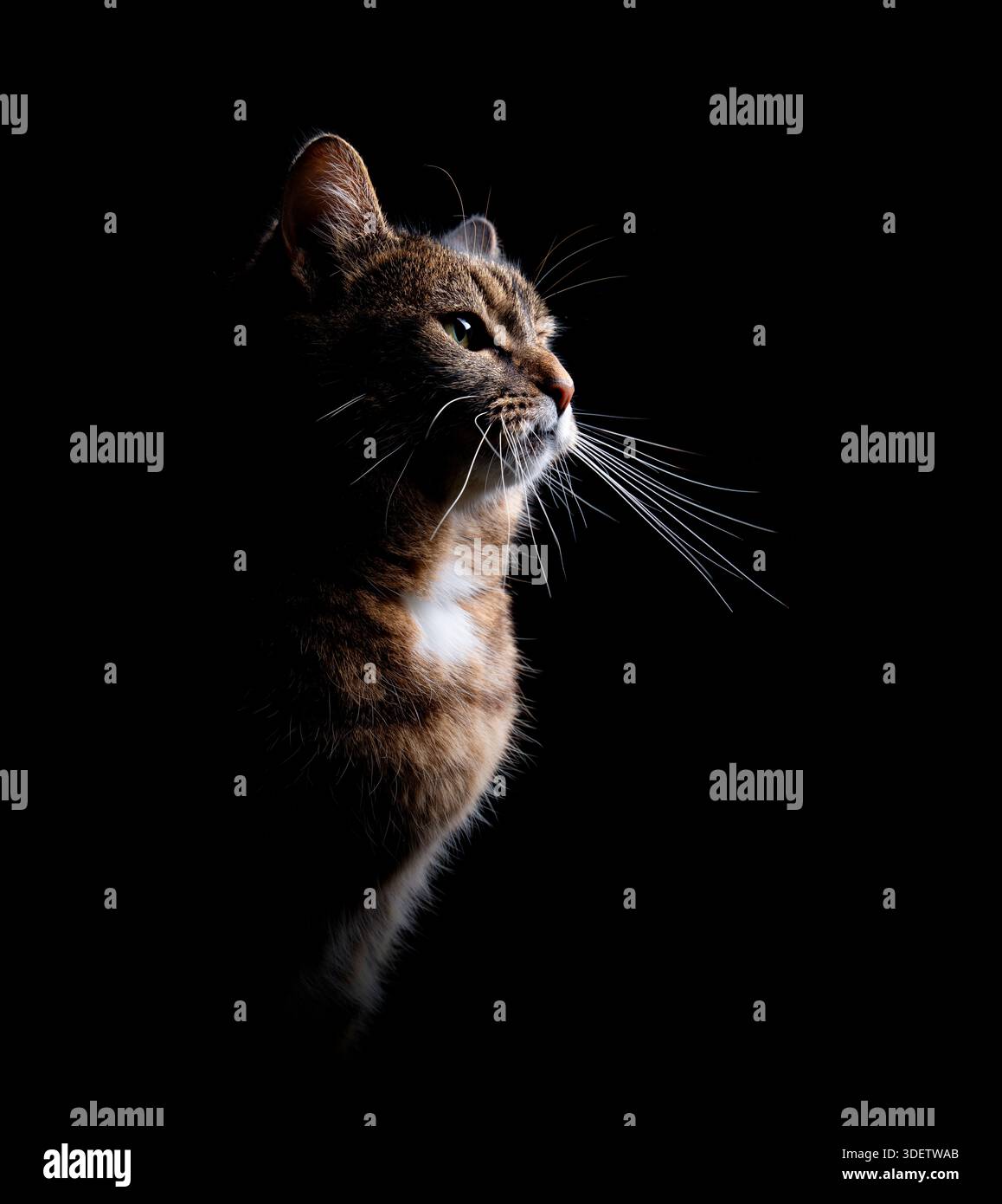 profile view of tabby cat on black background Stock Photo