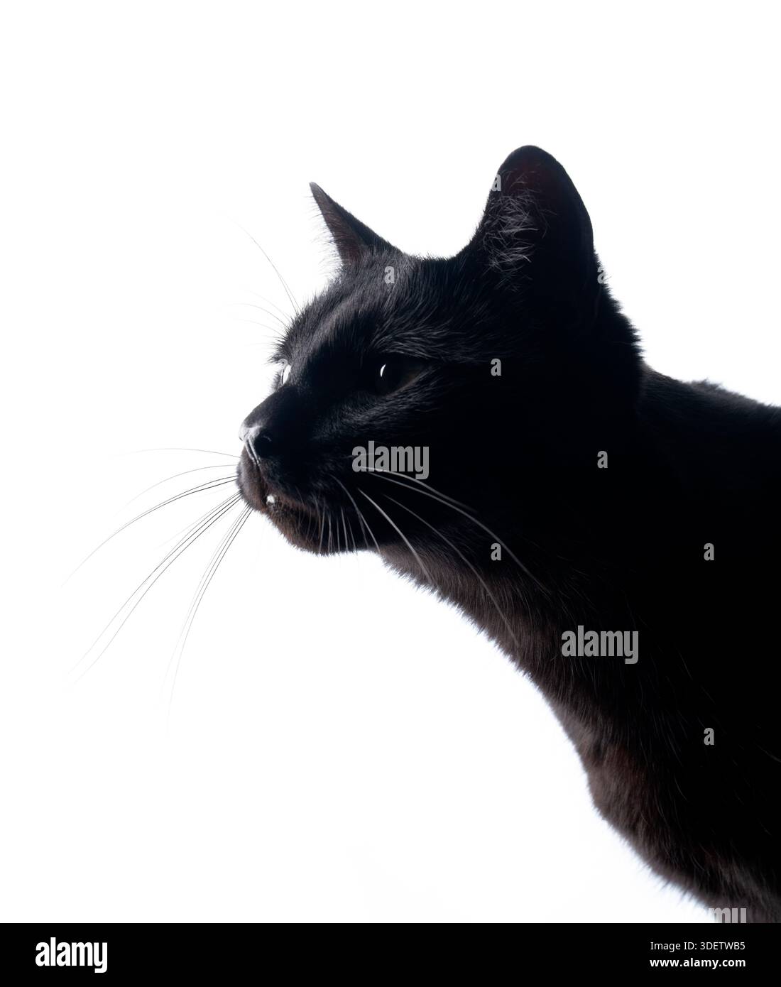 Cat side profile hi-res stock photography and images - Alamy