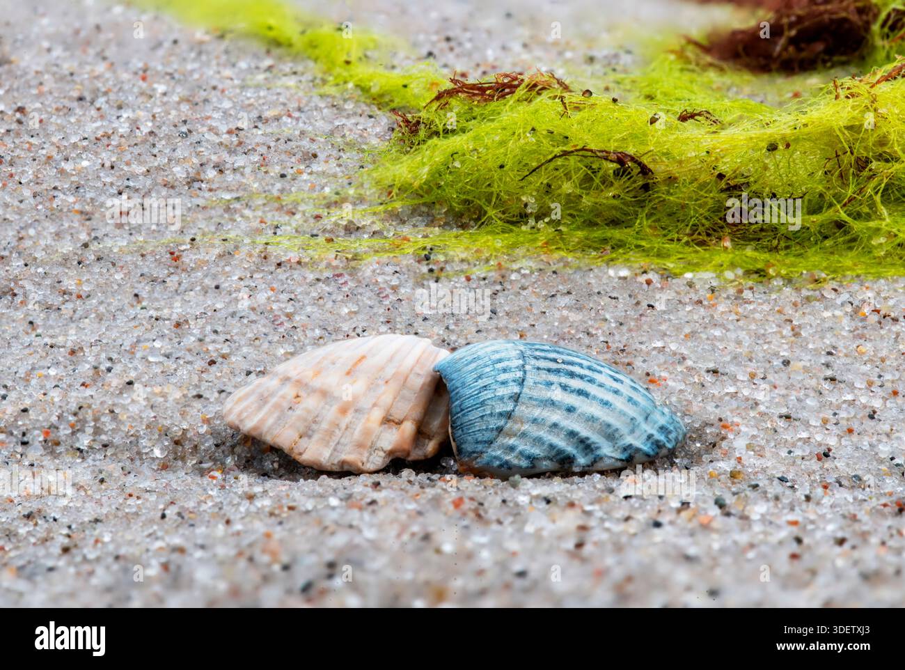 Seashells on the beach with seaweed and sand. Stock Photo