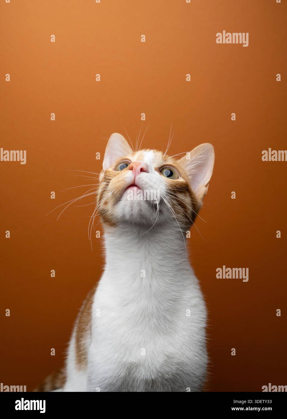 curious cat looking up at copy space on orange background Stock Photo