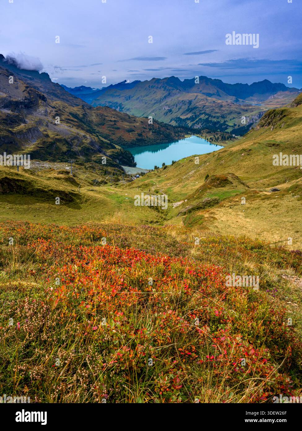 Switzerland, Innertkirchen, alpine landscape with alpine flowers Stock Photo