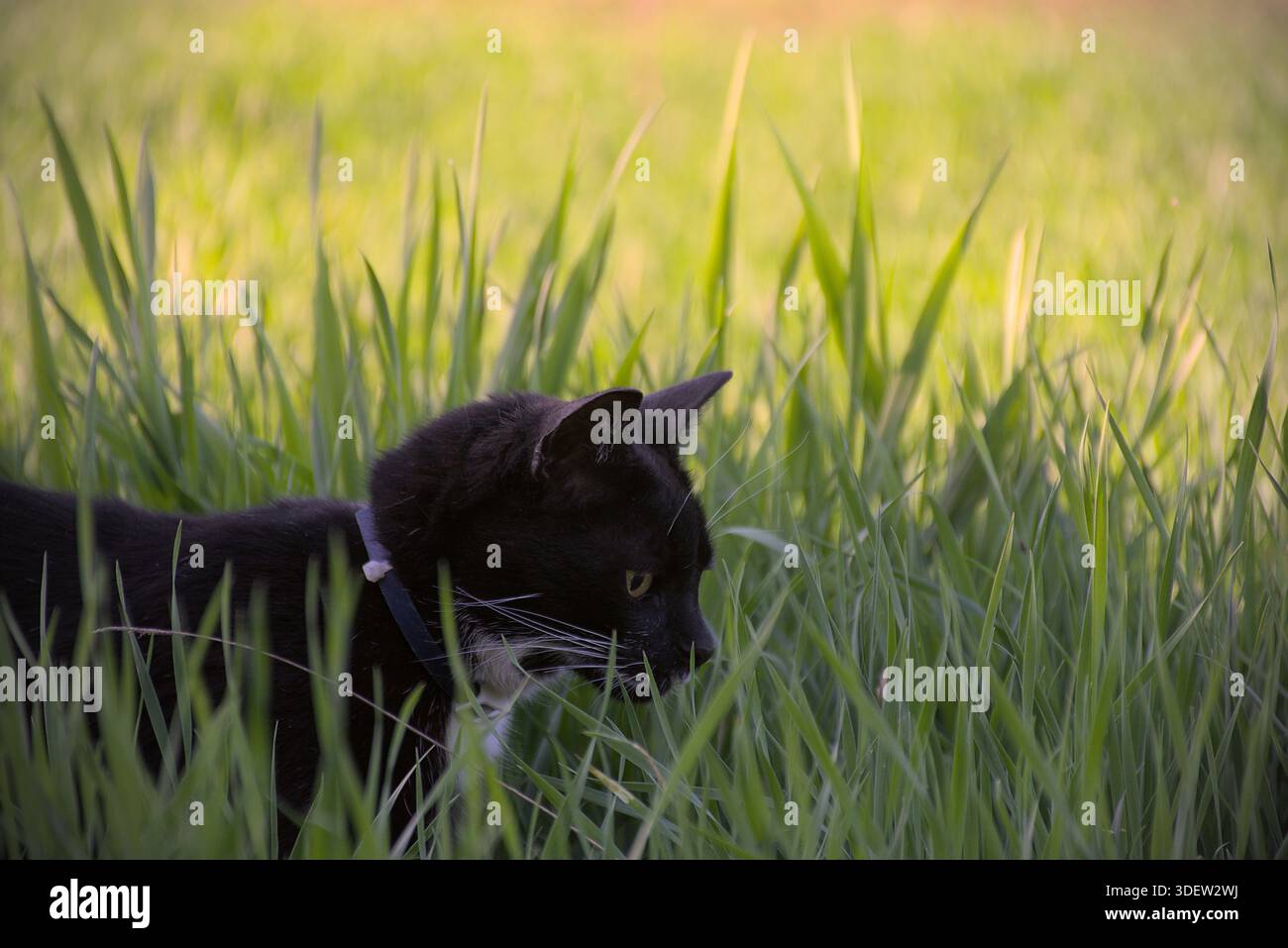 Black Cat Hiding in Tall Grass Stock Photo