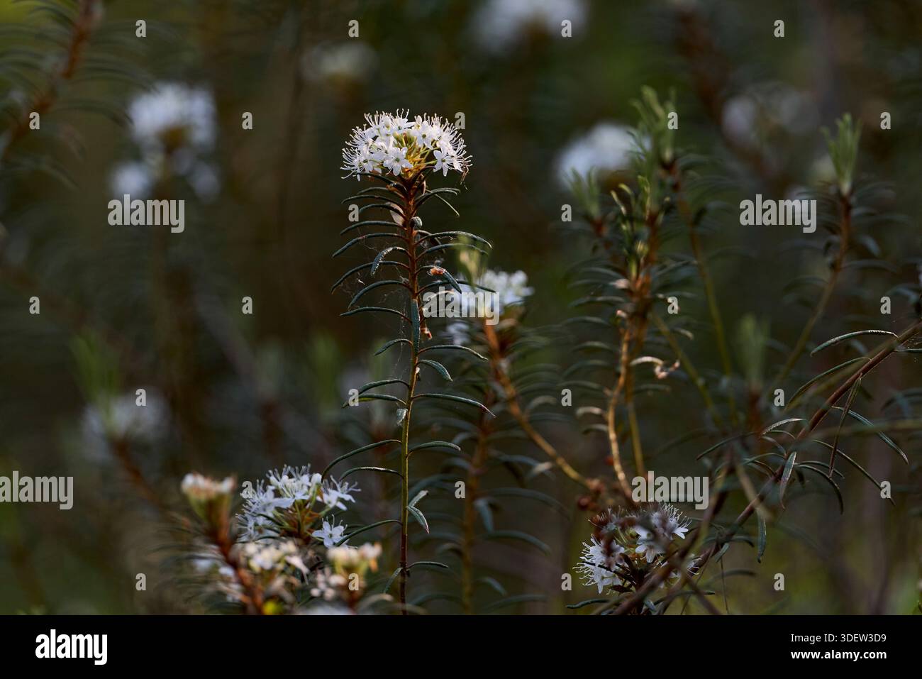 Germany ledum palustre hi-res stock photography and images - Alamy