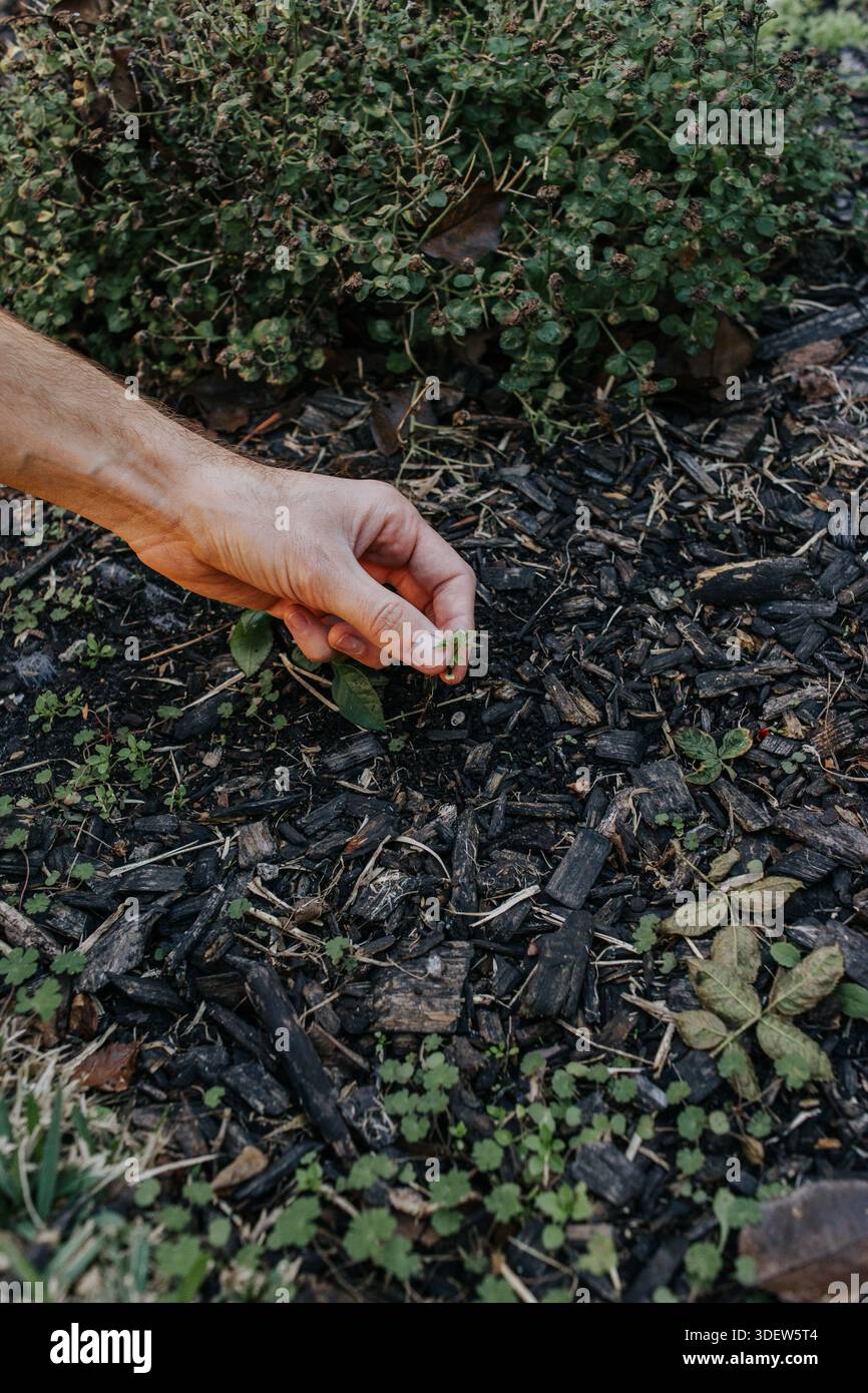 Person pulling weeds hi-res stock photography and images - Alamy