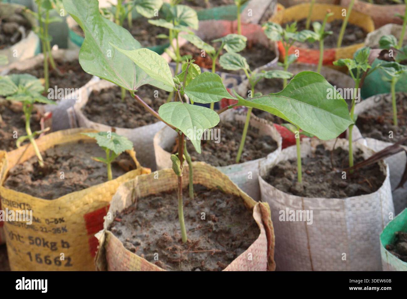 Phaseolus coccineus seed hi-res stock photography and images - Alamy