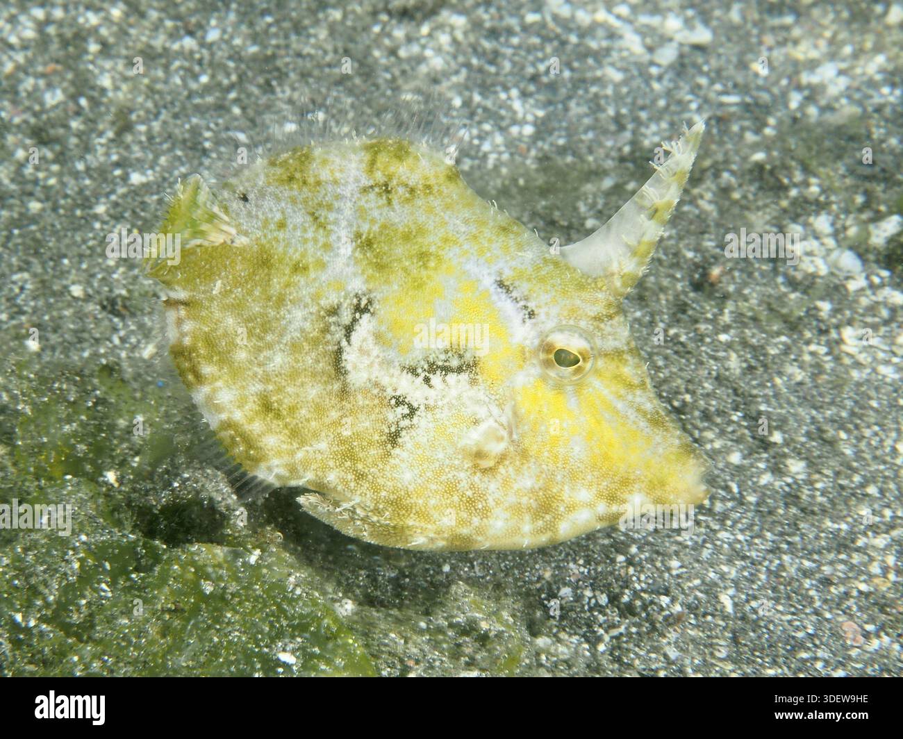 Yellow File Fish A yellow seagrass filefish (Acreichthys tomentosus) with a horn-shaped ...