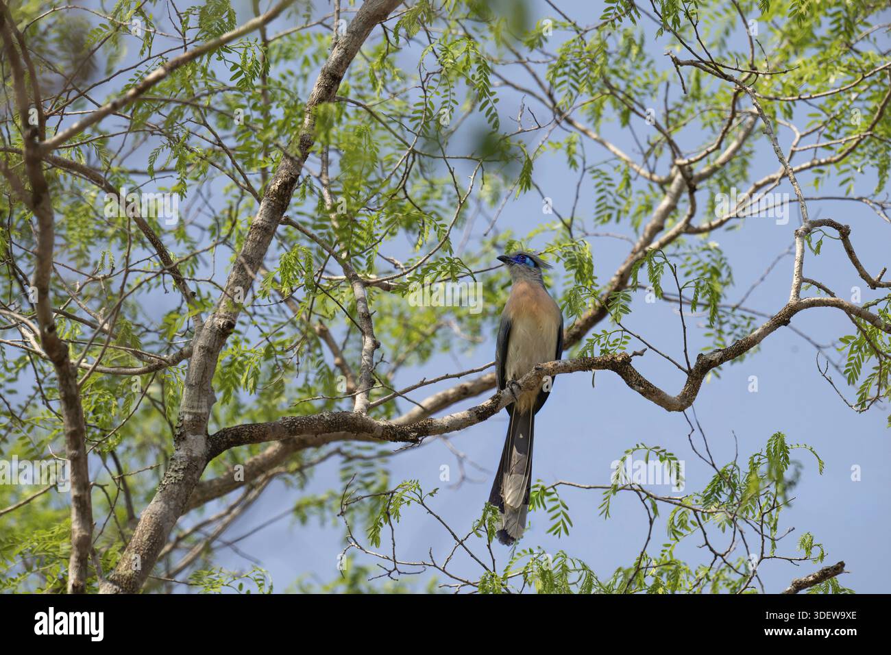 Crested Coa (Coa cristata) in the dry forests of western Madagascar Stock Photo