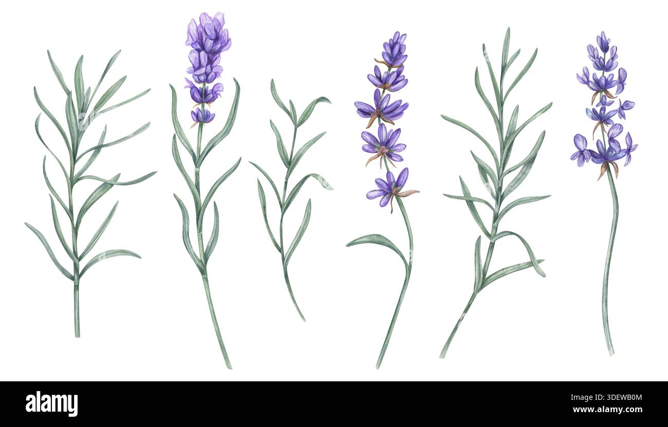 Lavender clip art hi-res stock photography and images - Alamy
