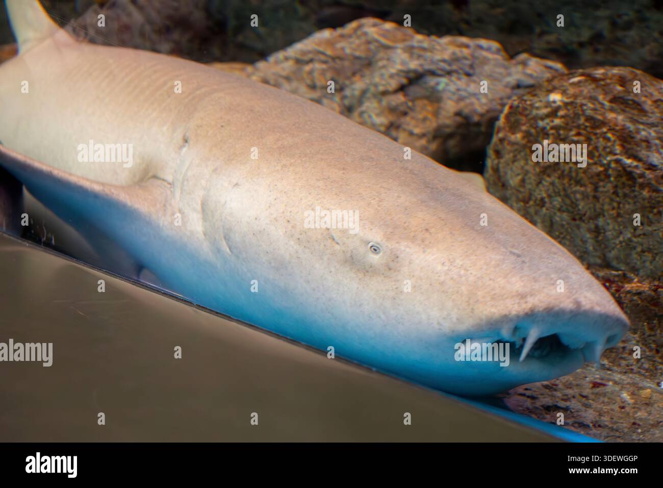 The tawny nurse shark (Nebrius ferrugineus) is a species of carpet ...