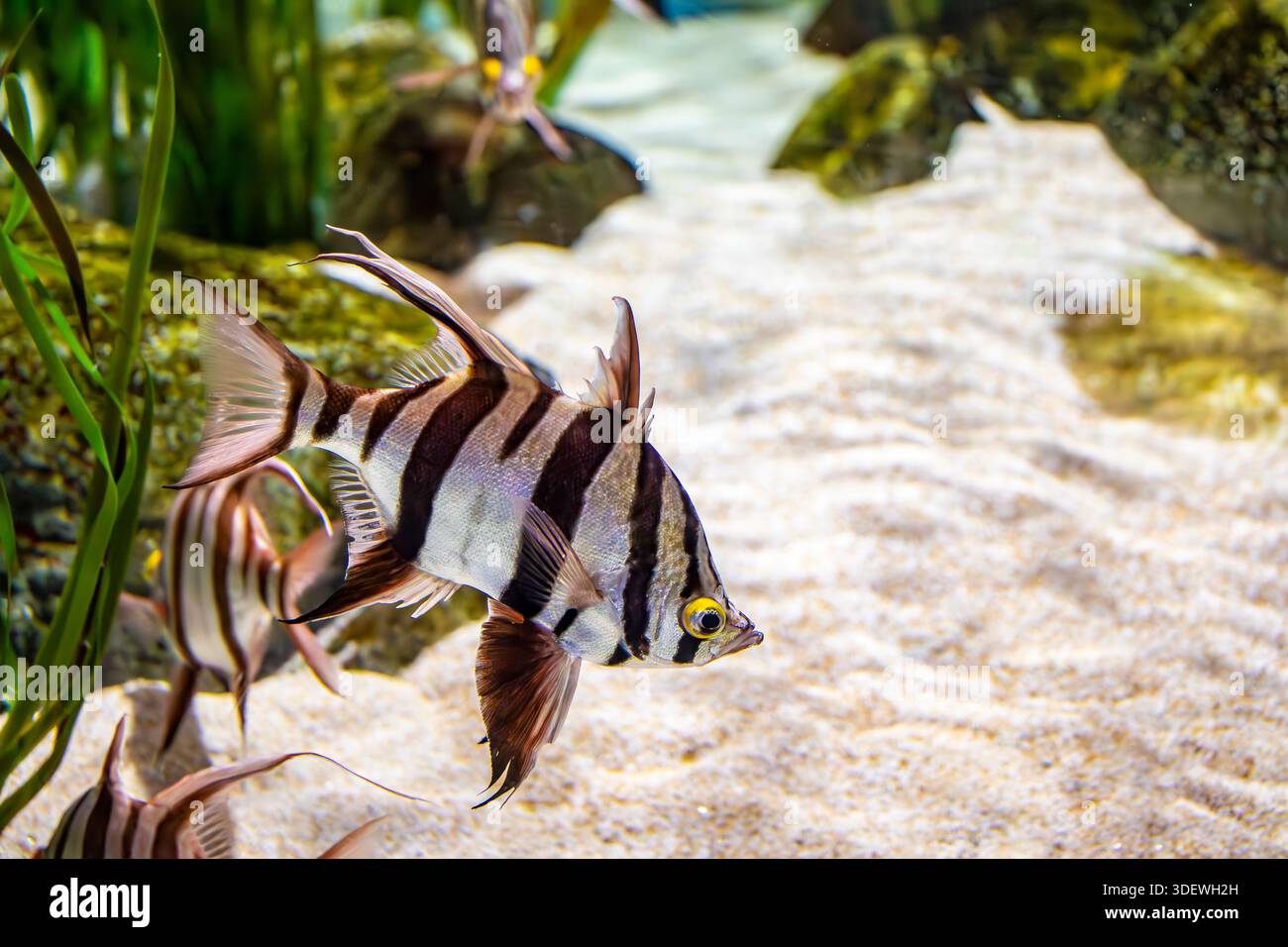 Temperate Fish Types old wife (Enoplosus armatus) is a species of centrarchiform ray-finned ...
