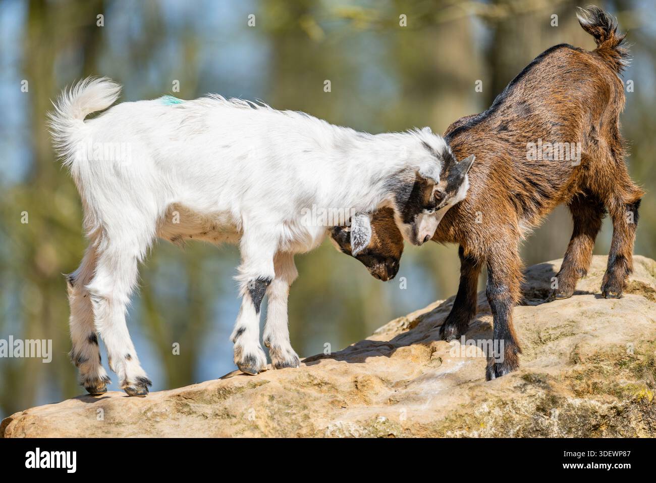 Domestic goats (Capra hircus) playing on a rock, Bavaria, Germany, Europe Stock Photo