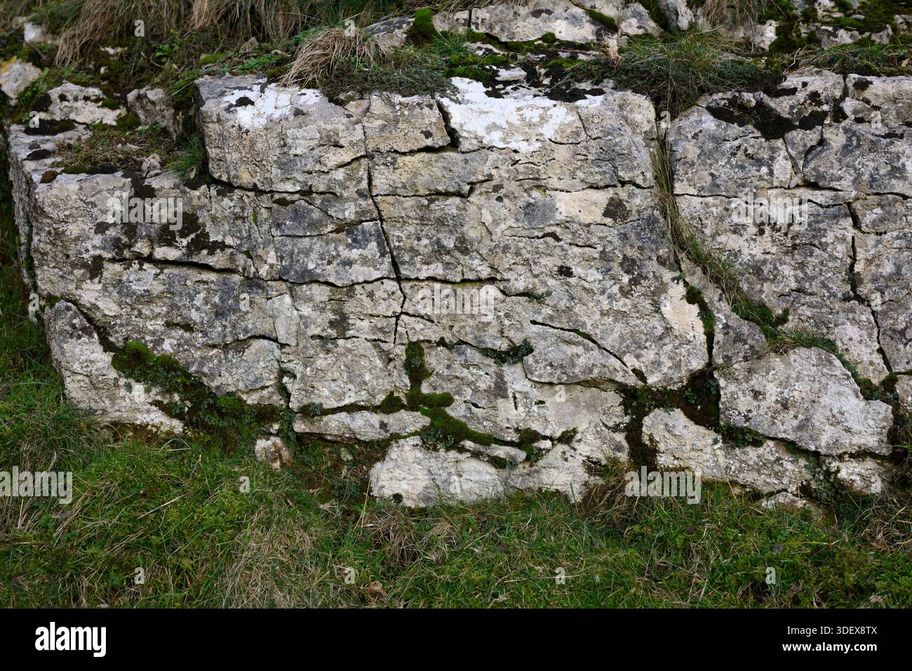A large rock wall with moss growing on it. The moss is green and the rock is gray Stock Photo