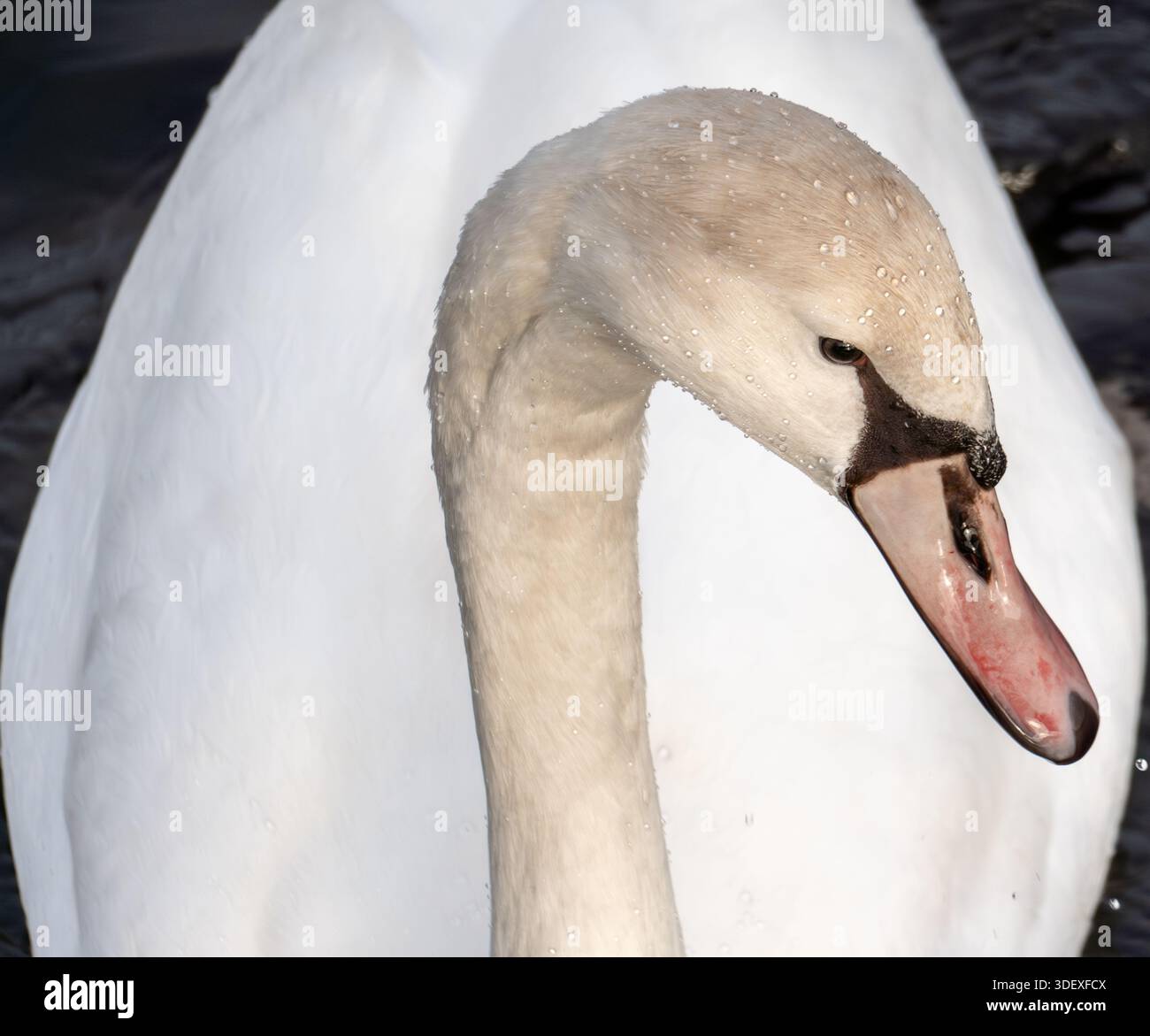 Close-up detail of swan beak and tongue Stock Photo - Alamy