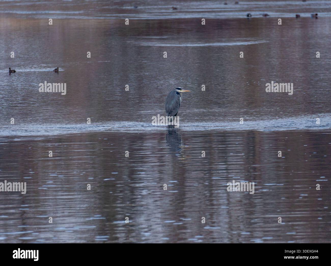 Grey Heron on Thin River Ice, Reflection in Calm Water. Stock Photo