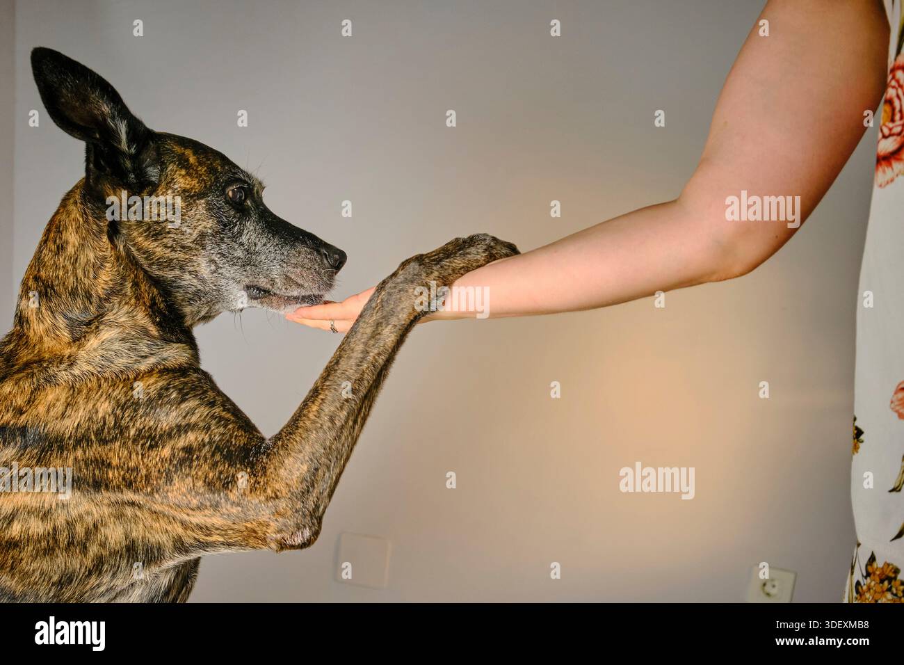 Human emotional bond hi-res stock photography and images - Alamy