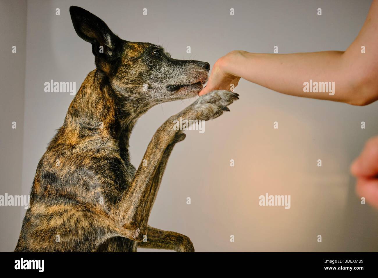 Dog giving paw to human hd isolted on neutral background Stock Photo