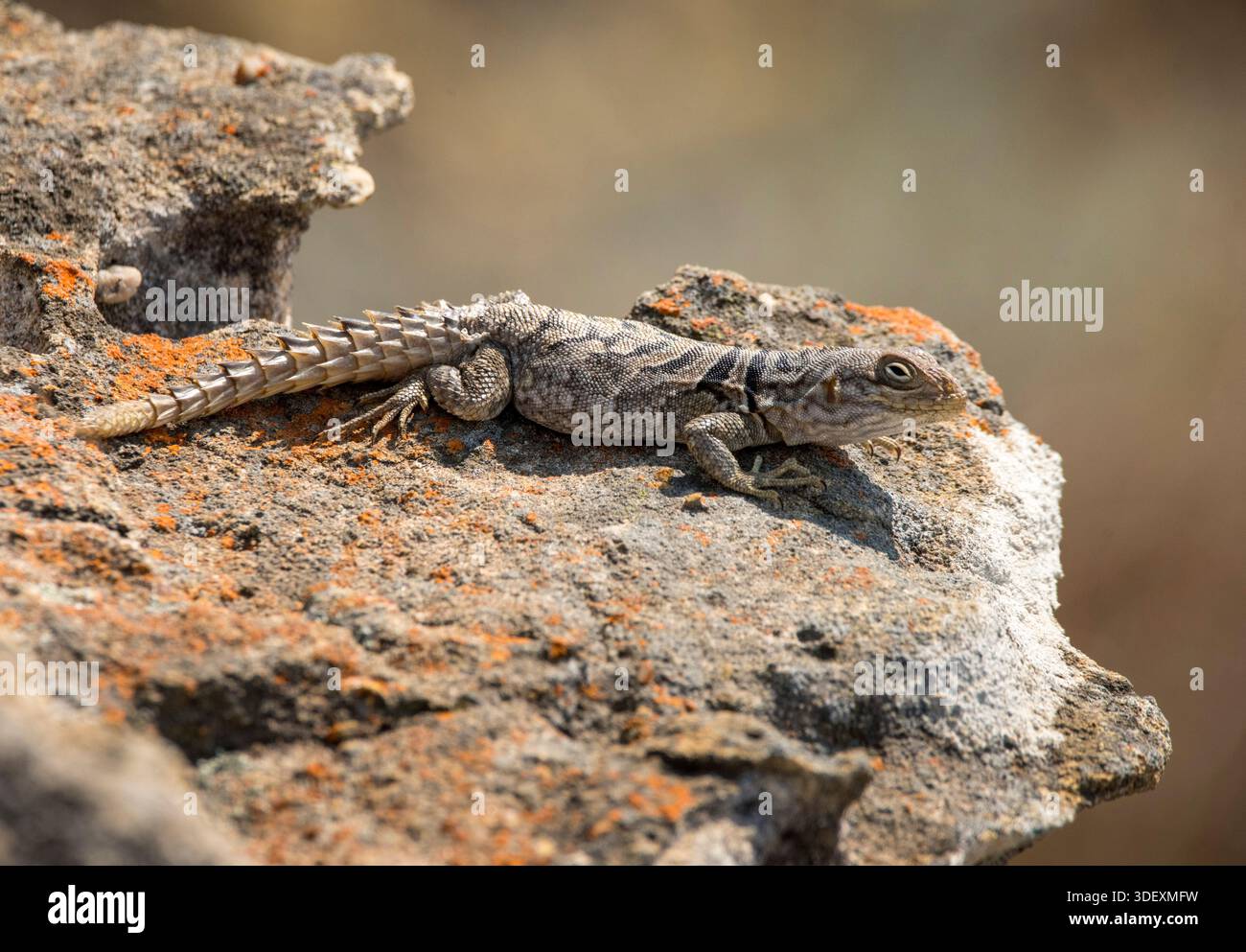 Spiny-tailed iguana' - a species native to Madagascar. These are ...