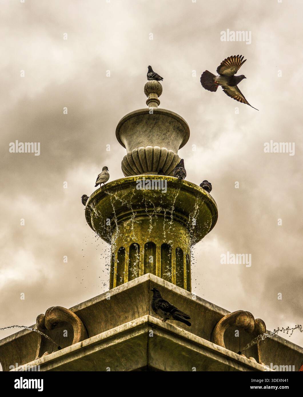 Paloma volando sobre fuente Stock Photo