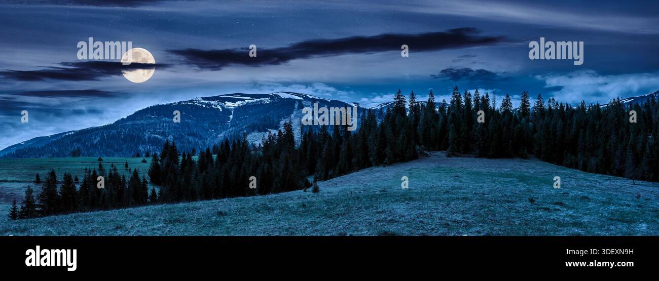 panorama of spruce forest on a green hill at night. lovely view of springtime landscape with snowy tops of mountain ridge in full moon light. backgrou Stock Photo
