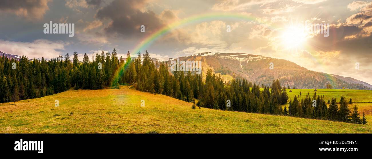 panorama of spruce forest on green hill at sunset. lovely view of springtime landscape with snowy tops of distant mountain ridge in evening light. lea Stock Photo