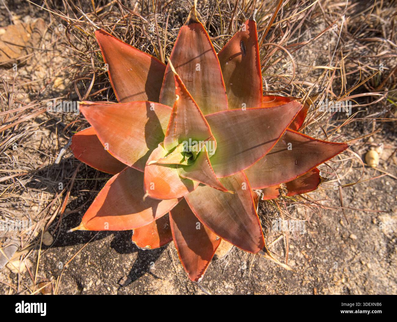 aloe vera beschreibung Aloe Vera Alfonso  Aloe-Vera-Pflanze in Grtnerqualitt kaufen