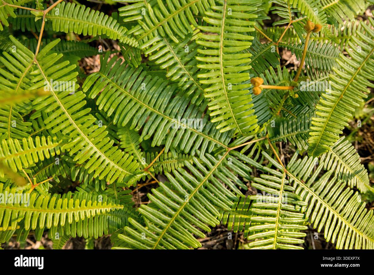 Texture across species hi-res stock photography and images - Alamy