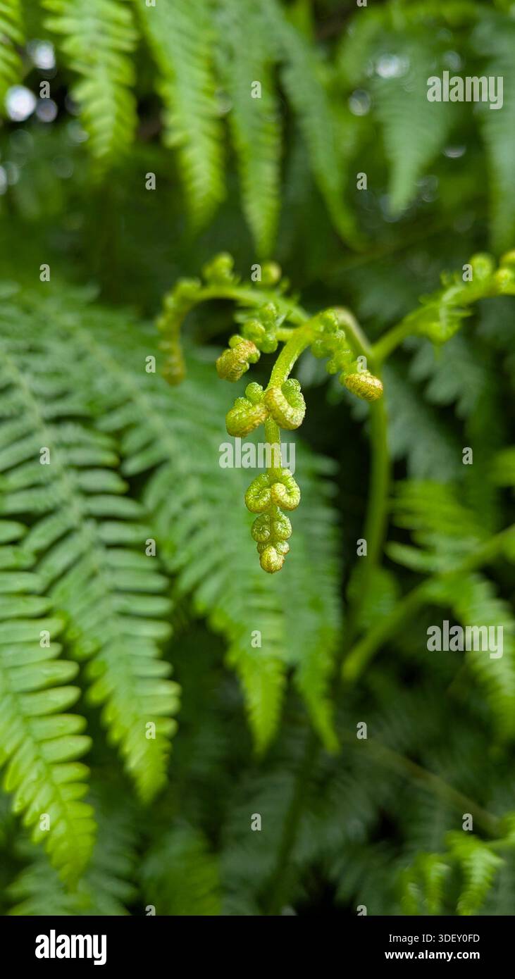 Close-up of young fern fiddleheads unfurling in spring. - Smartphone Captured Stock Image