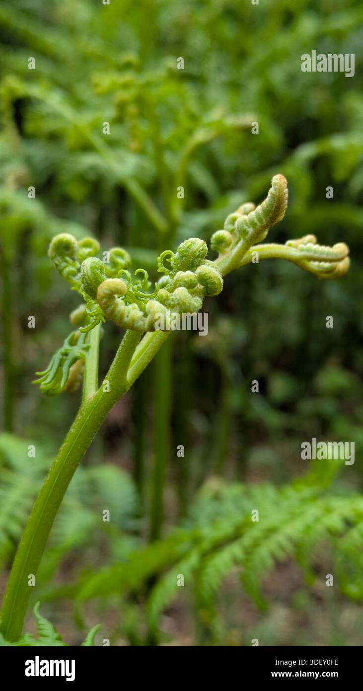 Close-up of young fern fiddleheads unfurling in spring. - Smartphone Captured Stock Image