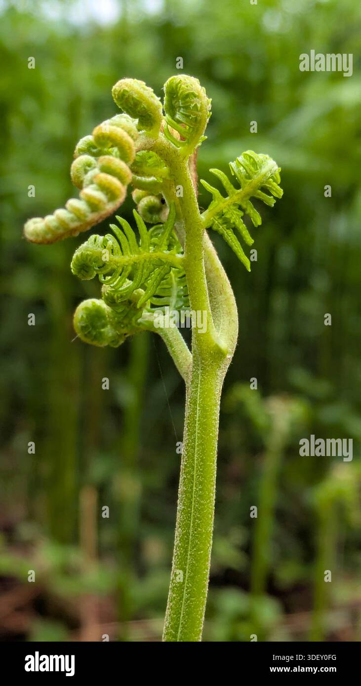 Close-up of young fern fiddleheads unfurling in spring. - Smartphone Captured Stock Image