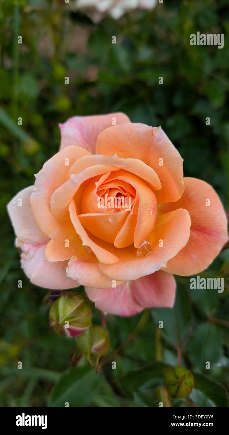 Close-up of a blooming rose in natural light. - Smartphone Captured Stock Image