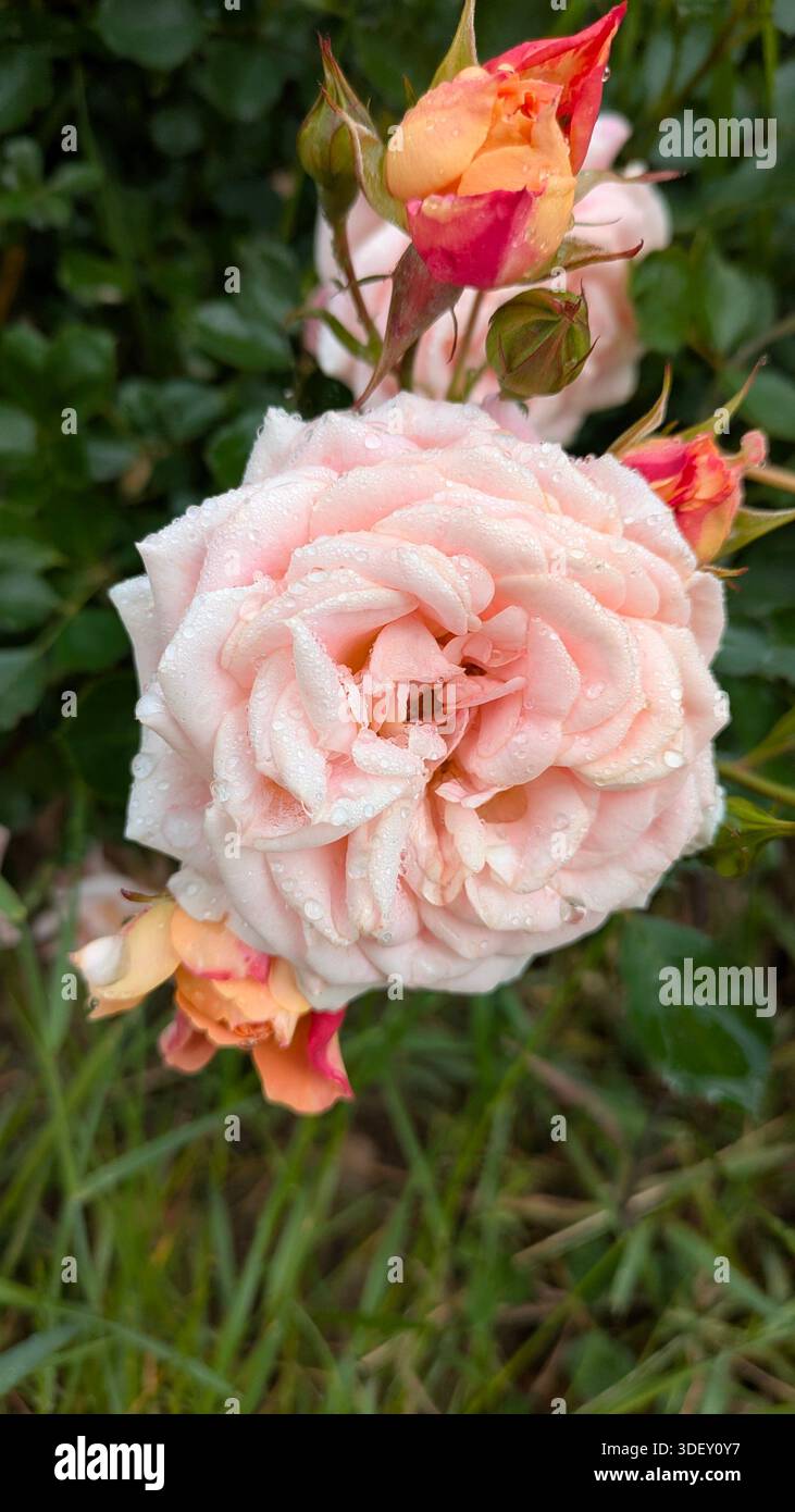 Close-up of a blooming rose in natural light. - Smartphone Captured Stock Image