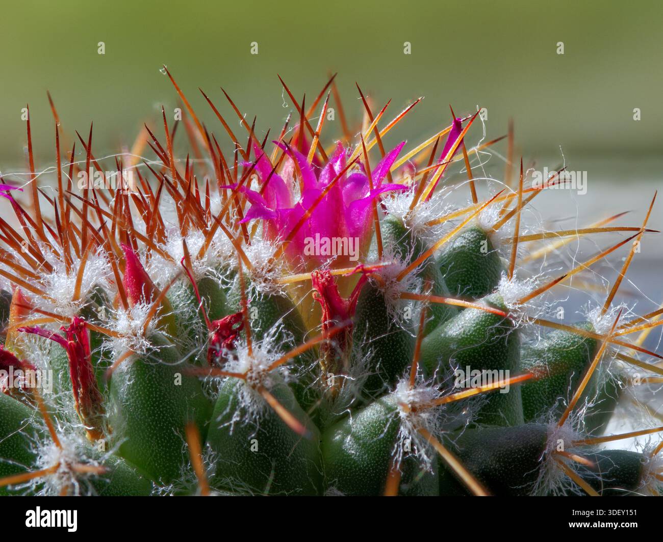 Mammillaria cactus interior hi-res stock photography and images - Alamy