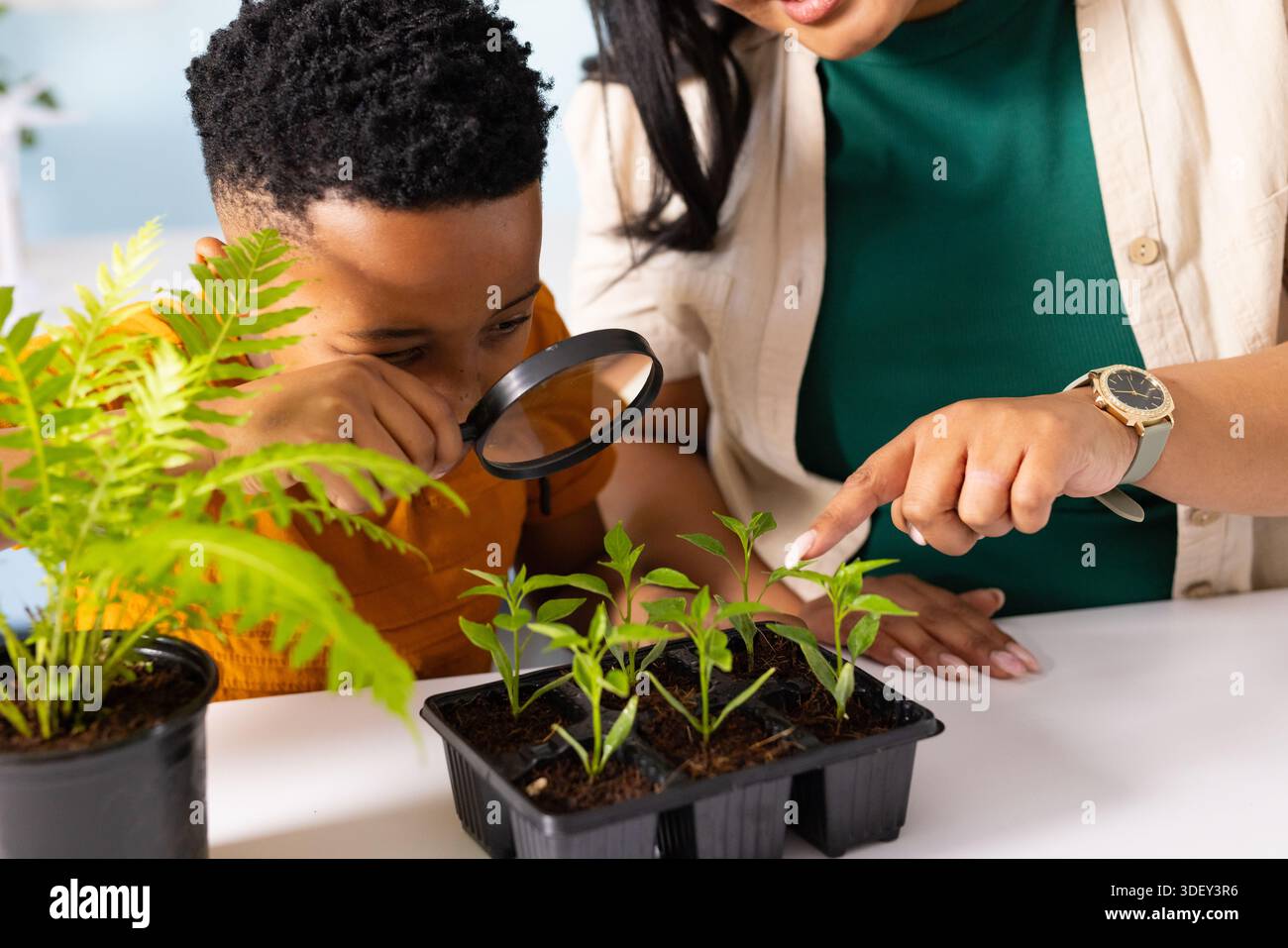 African American woman and child leaning, pointing, peering through lens at seedling tray at home Stock Photo