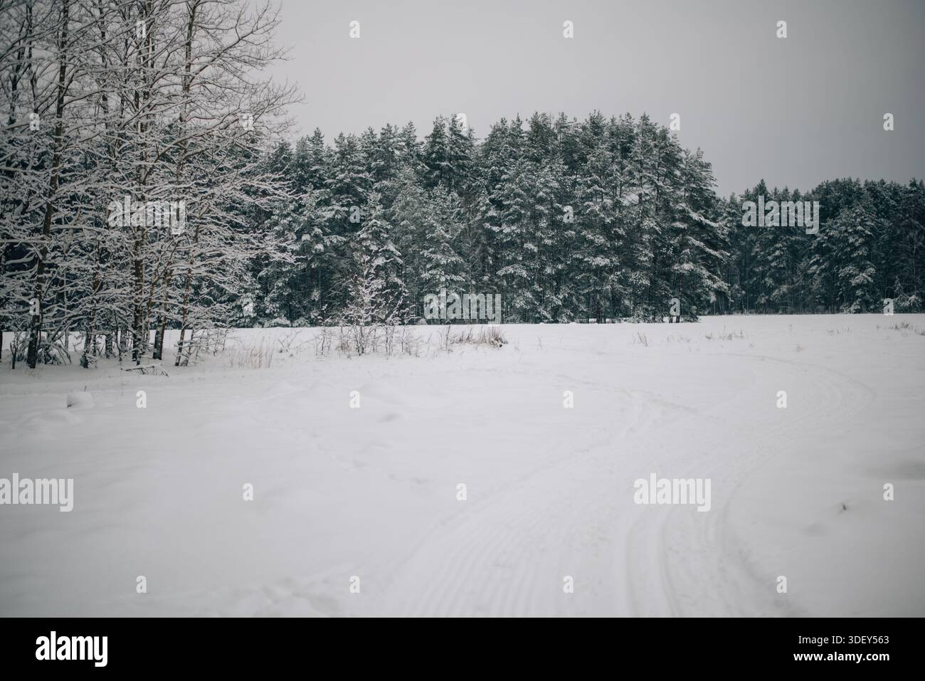 Incredibly magical snow-covered pine trees blanketed in thick white snow Stock Photo