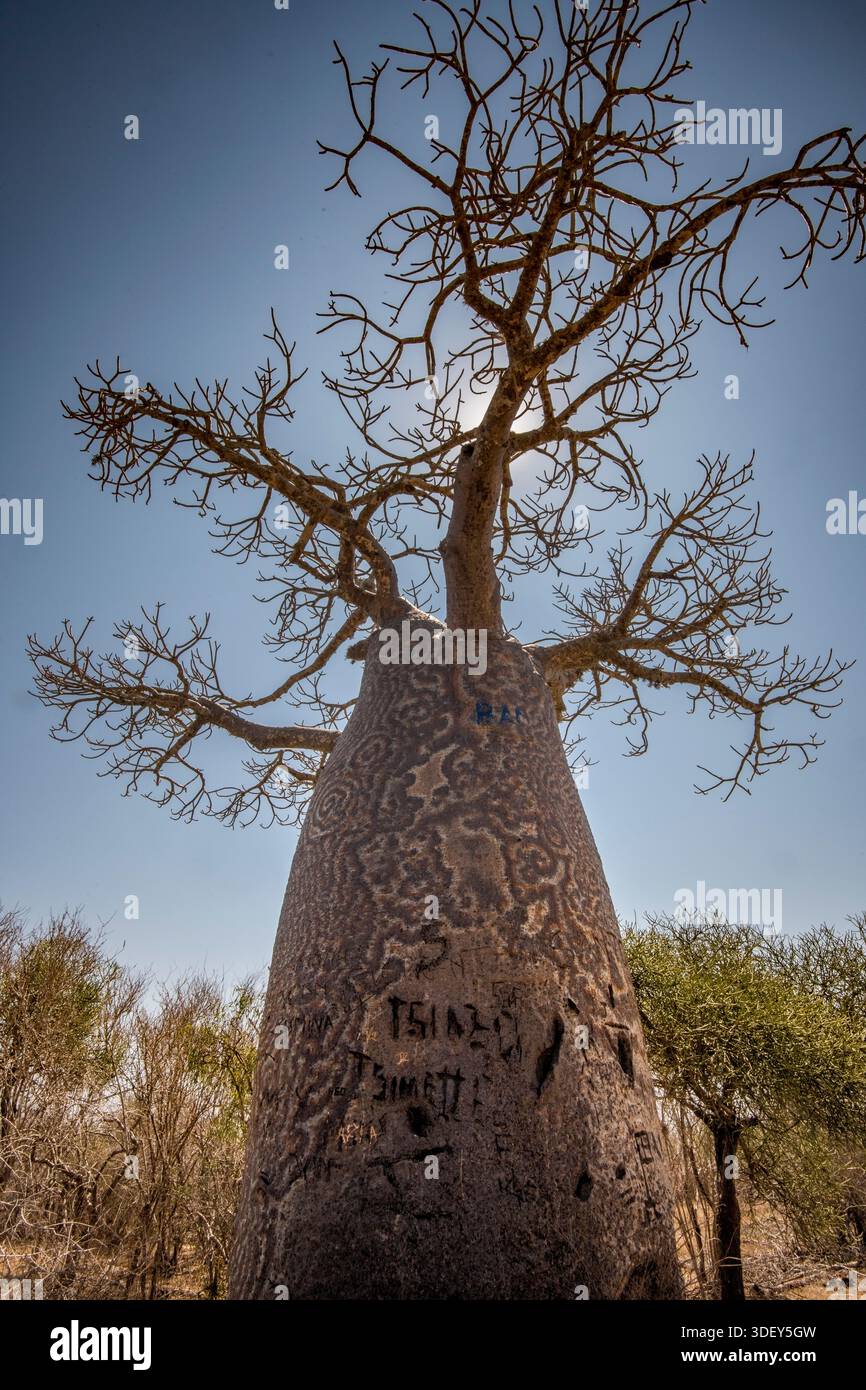 Baobab tree hi-res stock photography and images - Alamy