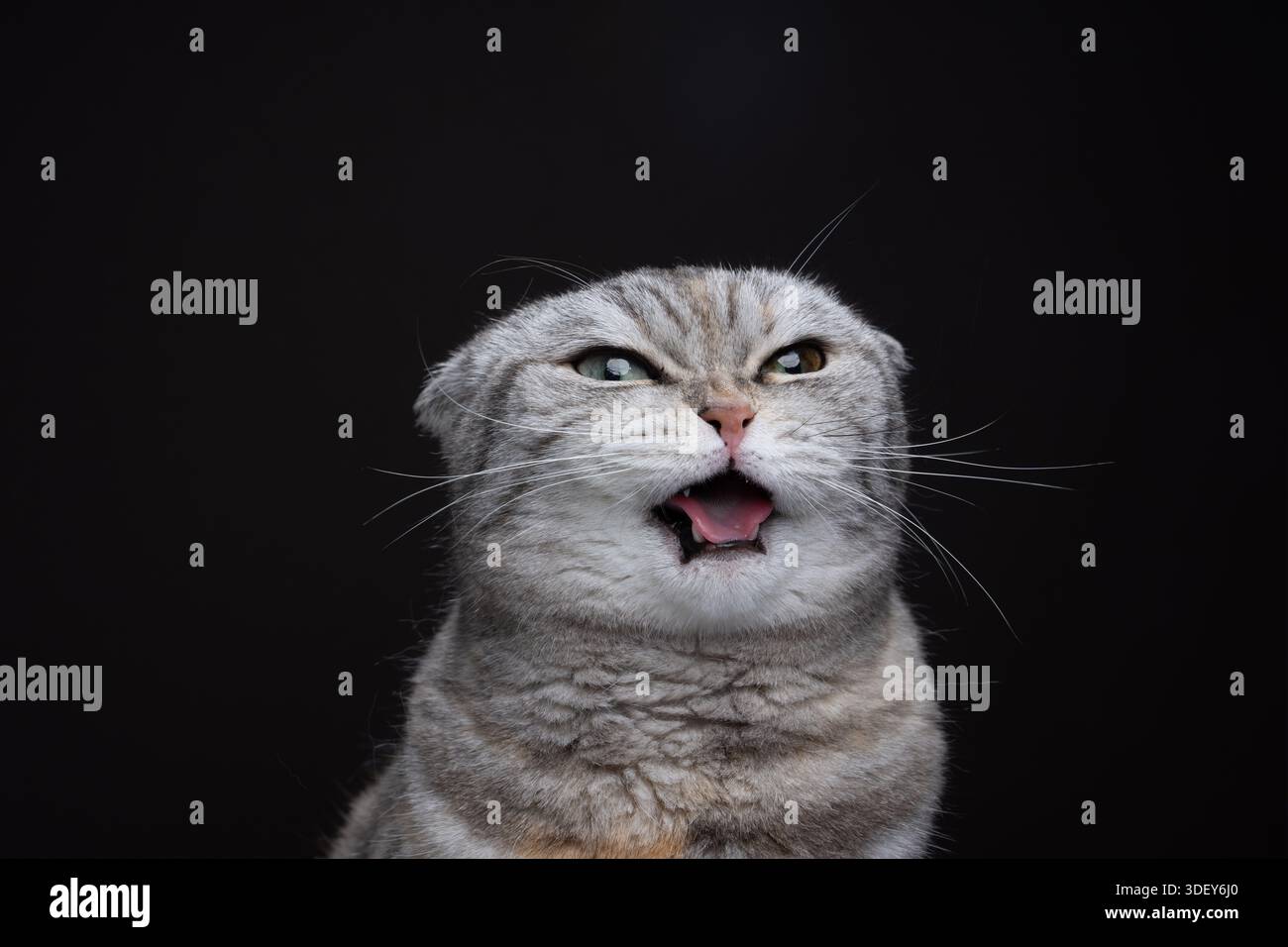 Scottish fold cat making funny face sticking out tongue and looking ...