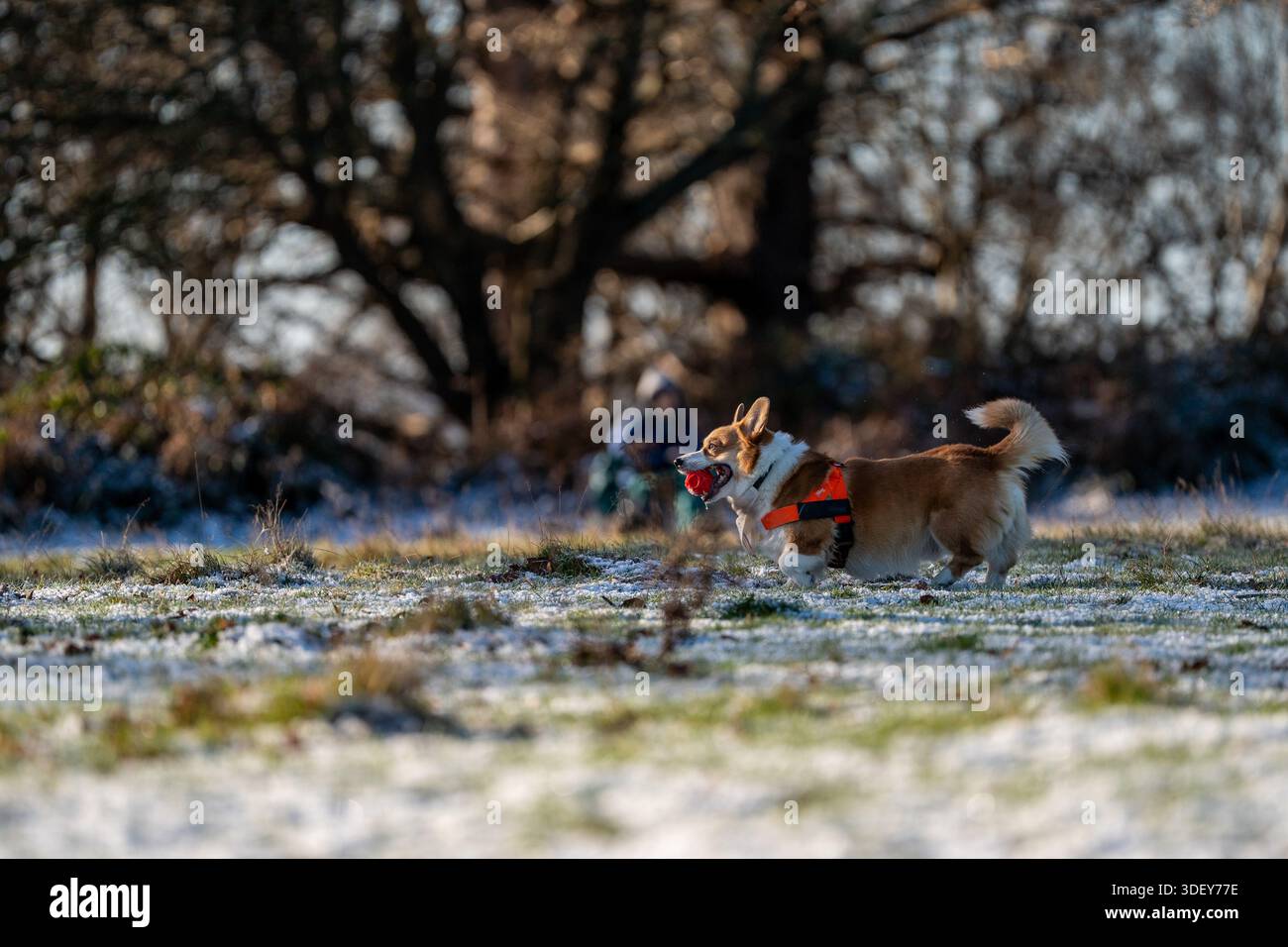 A corgi dog on top of a thin layer of snow at Richmond Park on January ...
