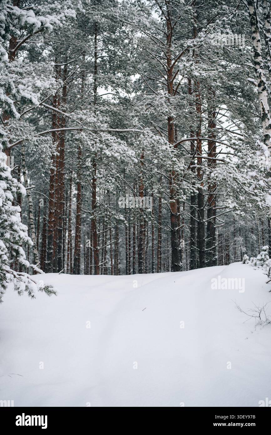 Incredibly magical snow-covered pine trees blanketed in thick white snow Stock Photo