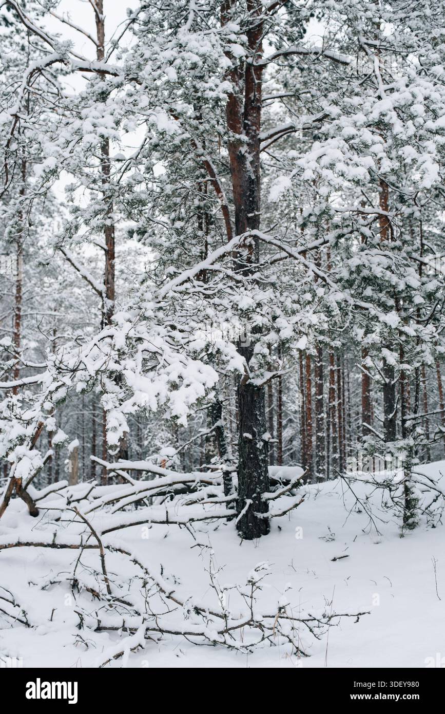 Incredibly magical snow-covered pine trees blanketed in thick white snow Stock Photo