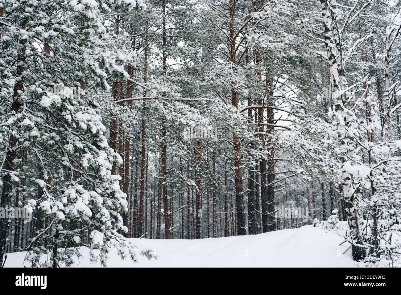 Incredibly magical snow-covered pine trees blanketed in thick white snow Stock Photo