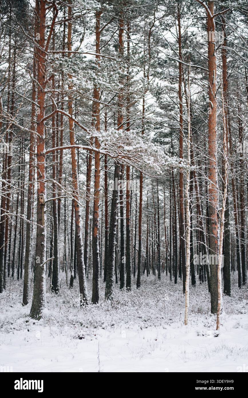 Incredibly magical snow-covered pine trees blanketed in thick white snow Stock Photo