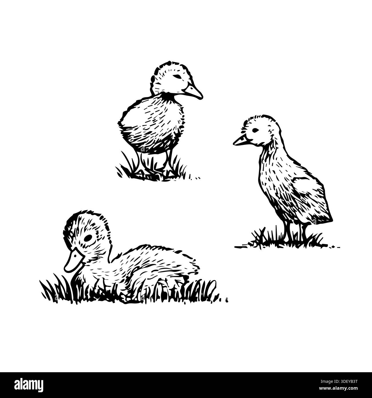 Duckling Drawing Outline