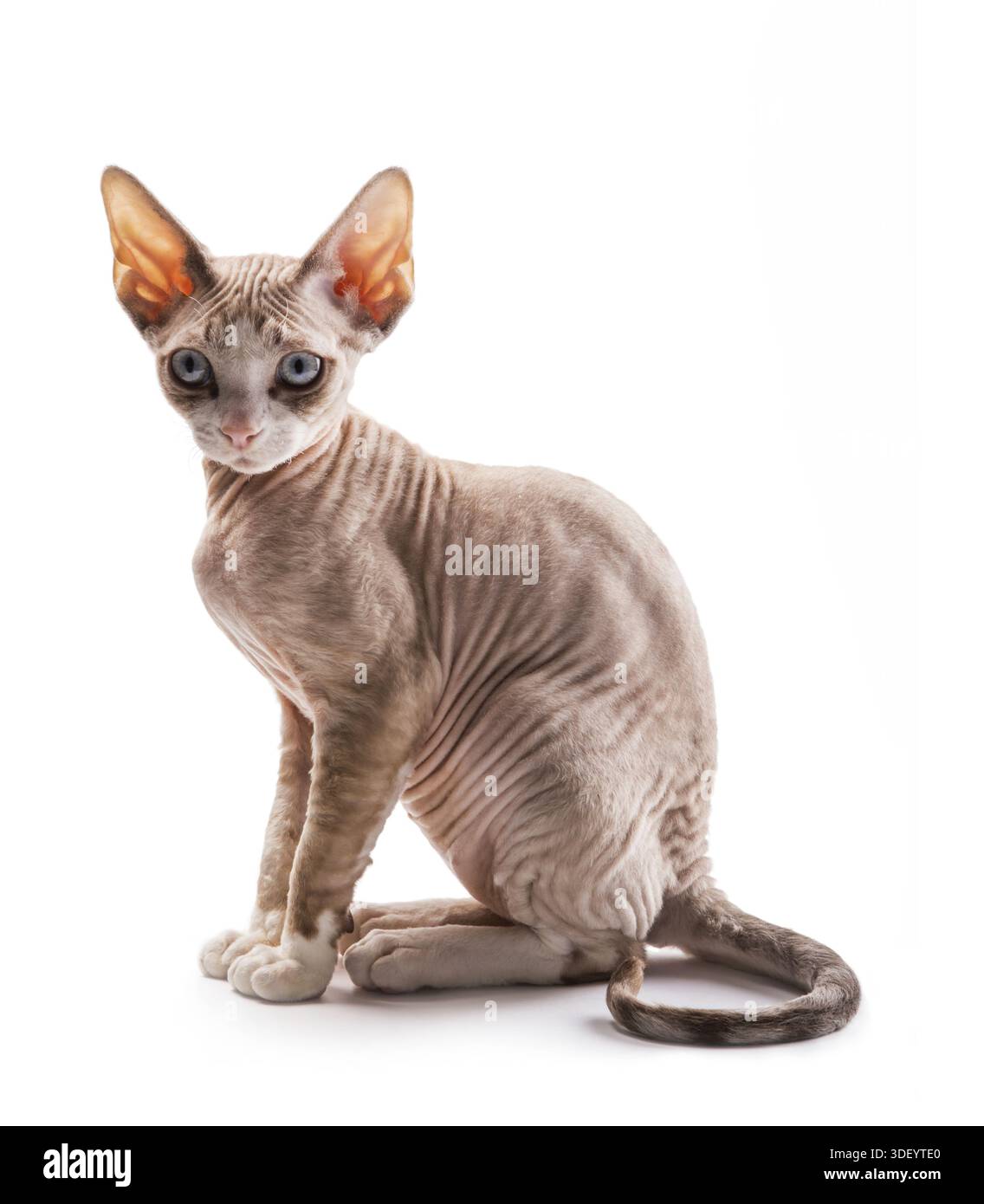 Kitten Devon rex on white background Stock Photo