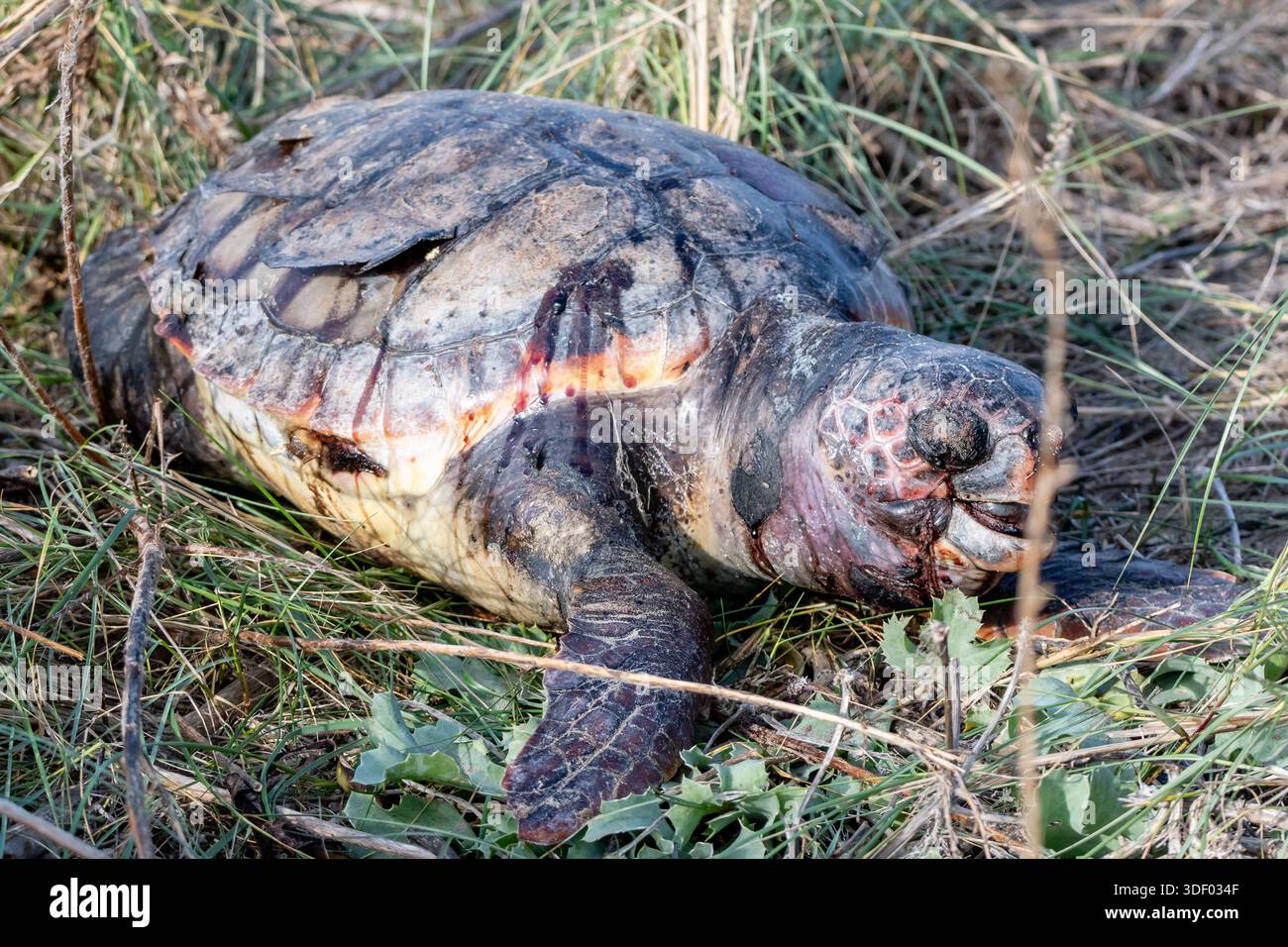 Dead, rotting turtle near the beach, loggerhead sea turtle, Caretta caretta, Ebro Delta, Catalonia, Spain Stock Photo