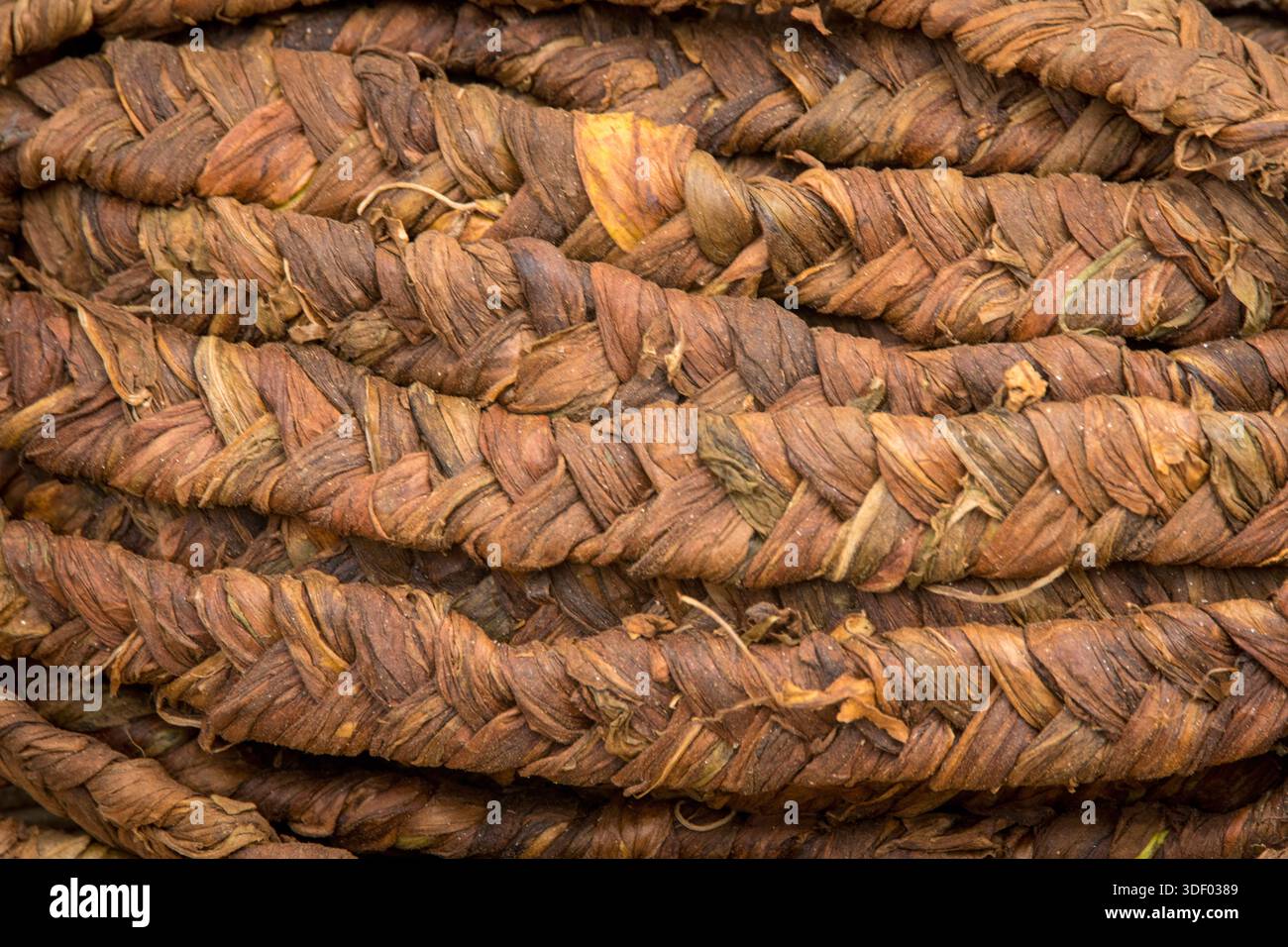 sun dried tobacco Sun cured tobacco hi-res stock photography and images