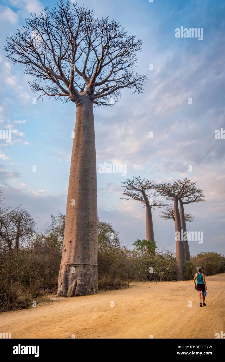 The Avenue of the Baobabs, or Allée des Baobabs, is one of Madagascar's ...