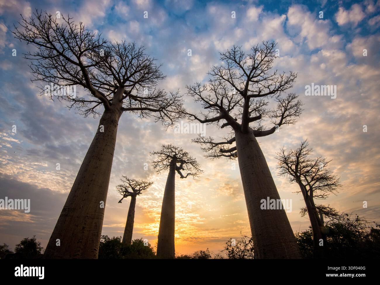 The Avenue of the Baobabs, or Allée des Baobabs, is one of Madagascar's ...