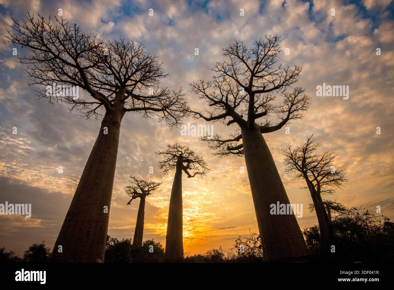 The Avenue of the Baobabs, or Allée des Baobabs, is one of Madagascar's ...