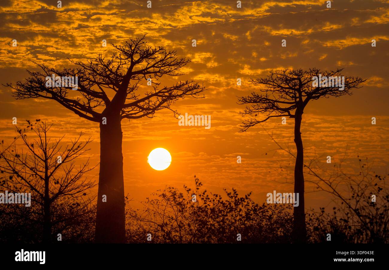 Species belong hi-res stock photography and images - Alamy